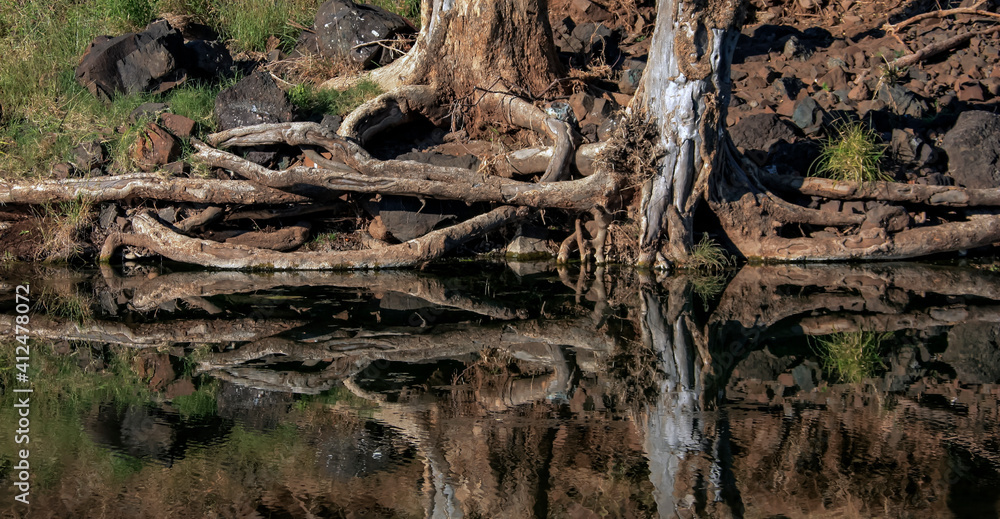Roots and trunks of old trees are reflected in the dark water. Roots and trunks of old trees are reflected in the dark water.