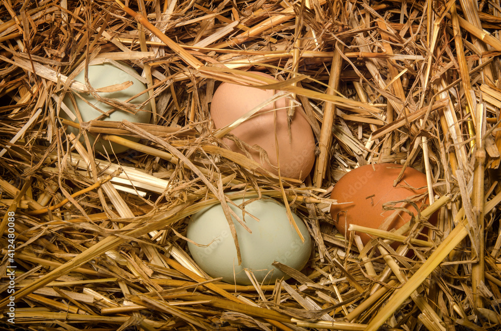 Organic eggs in straw of different colors