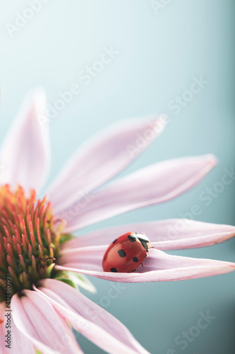 Obraz na płótnie red ladybug on Echinacea flower, ladybird creeps on stem of plant in spring in g