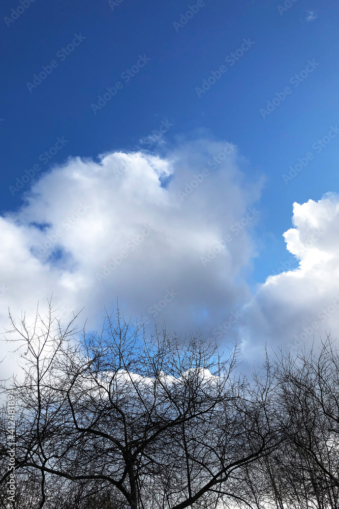 Bare trees and twigs against blue sky. Winter branches silhouettes and colorful clouds. Natural landscape. Bare trees and twigs against blue sky. Winter branches silhouettes and colorful clouds. Natural landscape.