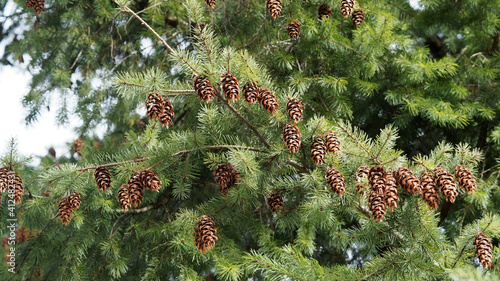 (Pseudotsuga menziesii) Douglas-fir or Oregon pine with branches closer to ground and pendulous female cones with persistent scales photo