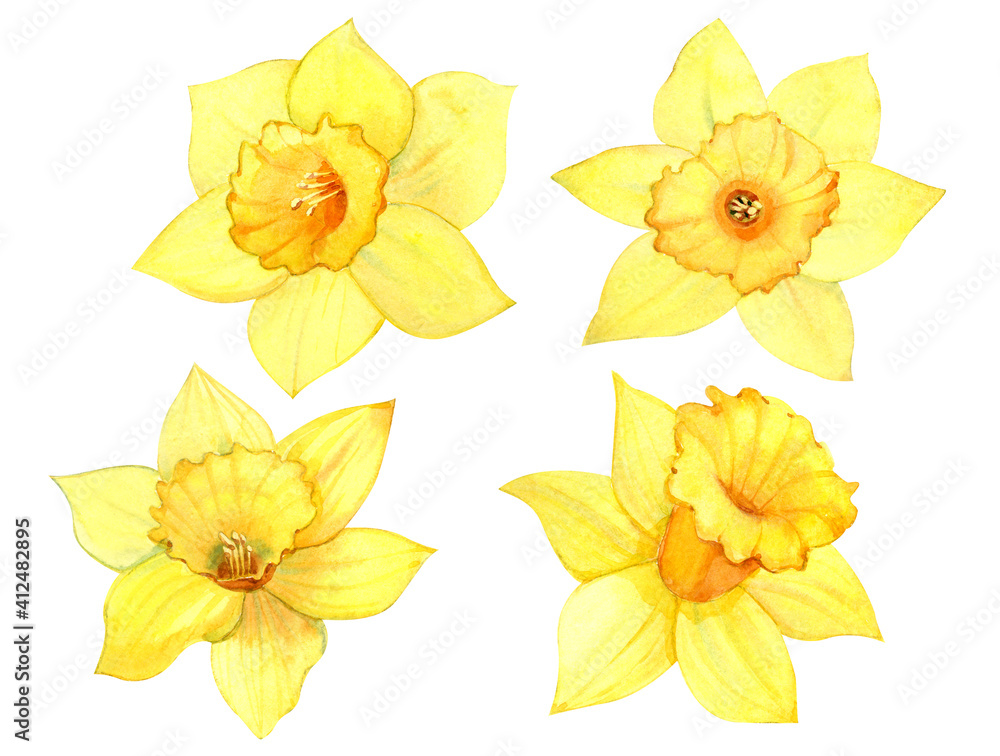 Four yellow daffodils on a white background. Watercolor. Clip art of spring flowers in watercolor. Scrapbooking. Four yellow daffodils on a white background. Watercolor. Clip art of spring flowers in watercolor. Scrapbooking.