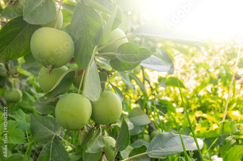 Organic green unripe and ripe apples hanging from tree branch in apple orchard on sunny summer day. Homegrown, gardening and agriculture consept.