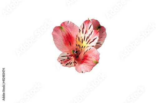 Alstoemeria flower on a white background. View from above. Space for text. photo