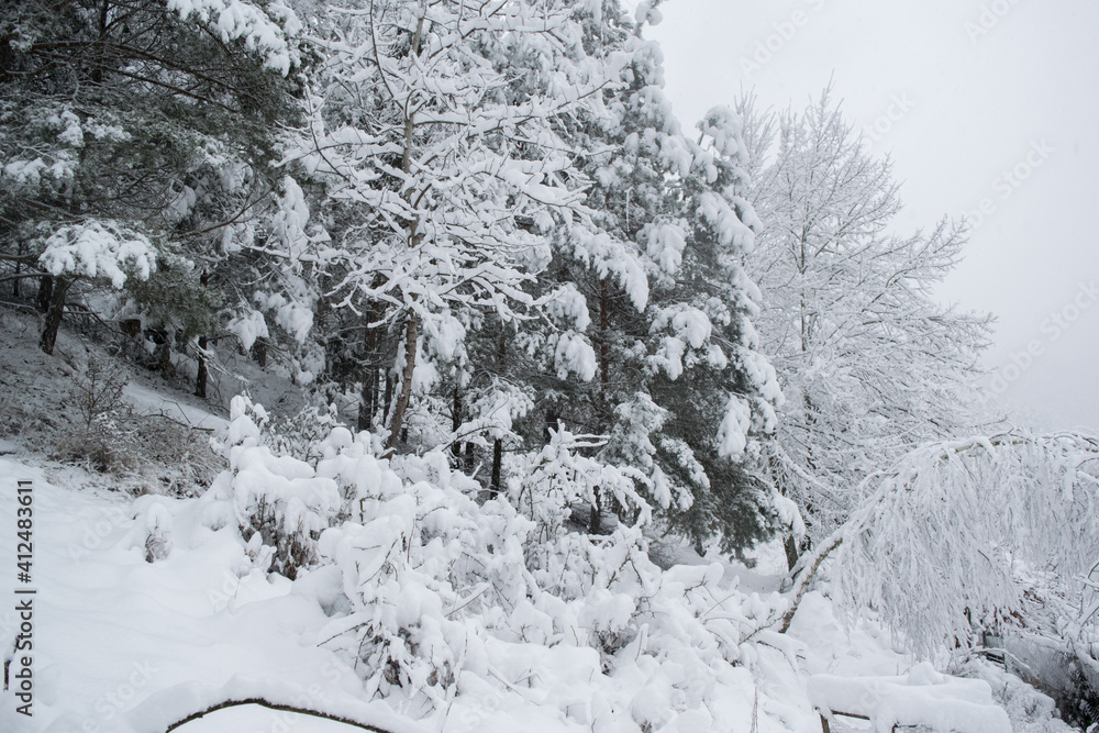 Naklejka premium A lot of fresh snow on trees in the morning