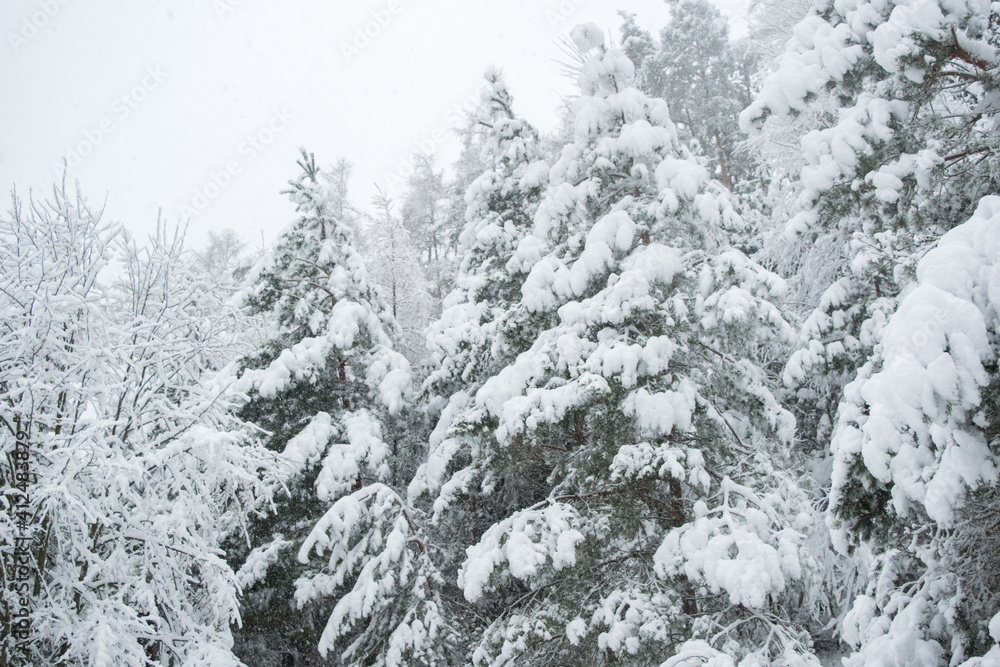 A lot of fresh snow on trees in the morning A lot of fresh snow on trees in the morning