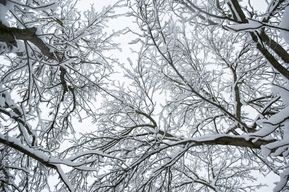 Obraz premium A lot of fresh snow on trees in the morning