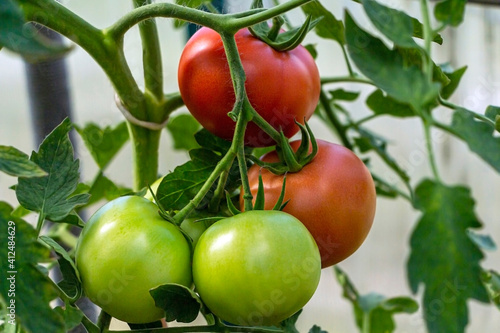 Wallpaper Mural Bunch of organic ripe and unripe tomato in greenhouse. Homegrown, gardening and agriculture consept. Solanum lycopersicum is annual or perennial herb, Solanaceae family. Cover for packaging seeds. Torontodigital.ca