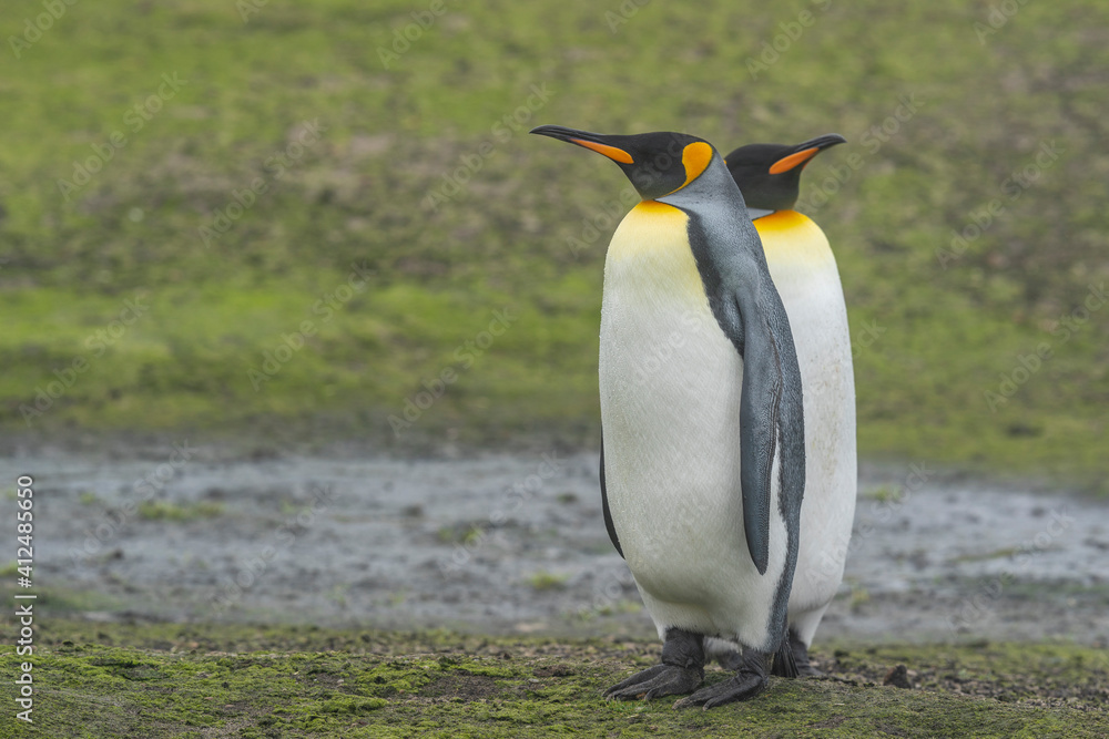 Fototapeta premium The King Penguin (Aptenodytes patagonicus)