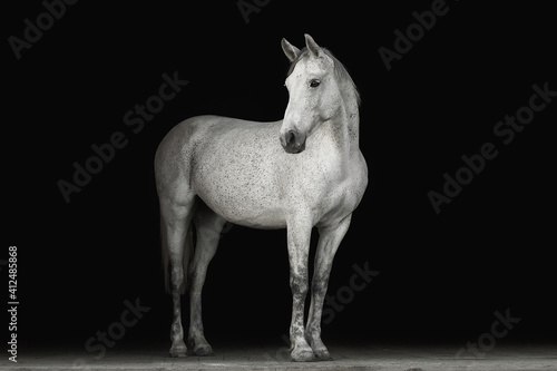 Quadro su tela Portrait horse black background