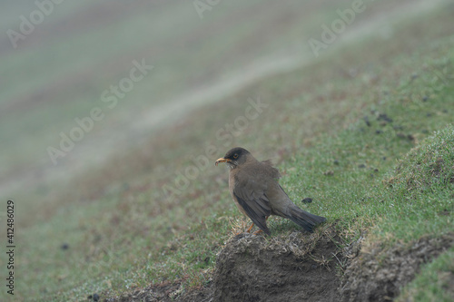 The Falkland Thrush (Turdus falcklandii) photo