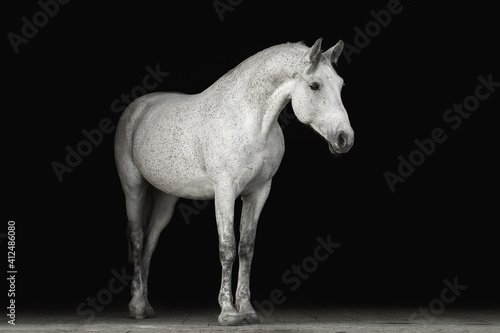 Portrait horse black background