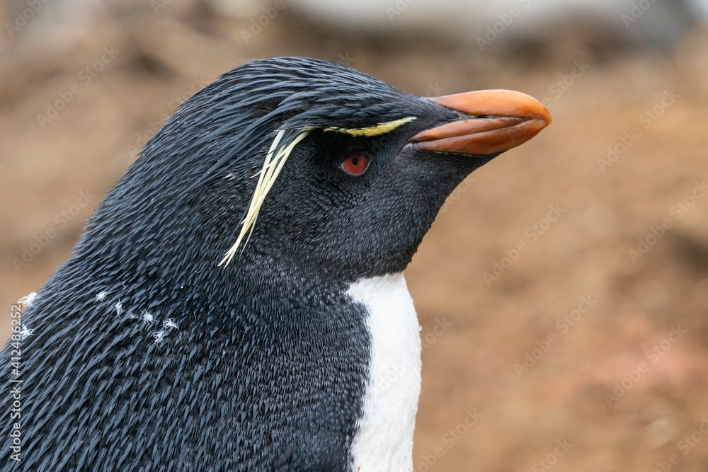 Naklejka premium The Rockhopper Penguin (Eudyptes chrysocome)