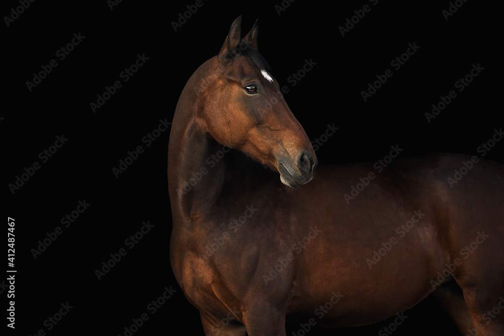 Fototapeta Portrait horse black background