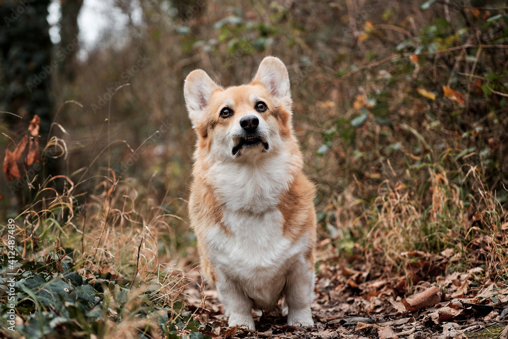 Charming little shepherd British popular dog breed. Welsh corgi Pembroke tricolor stands in autumn forest and carefully looks ahead with grimace.