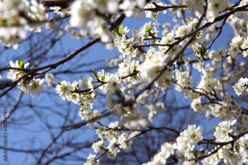 Blooming branches of apricot on background of blue sky. Spring flowers Blooming branches of apricot on background of blue sky. Spring flowers