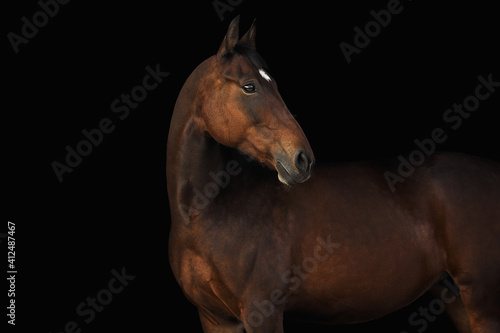 Portrait horse black background