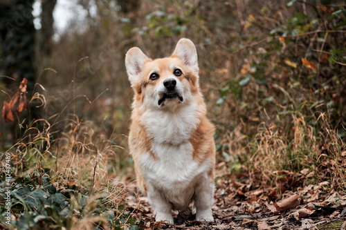 Charming little shepherd British popular dog breed. Welsh corgi Pembroke tricolor stands in autumn forest and carefully looks ahead with grimace.