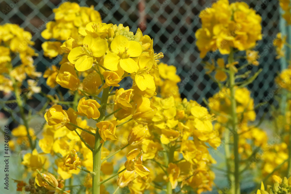 Obraz premium 菜の花 花畑 黄色 鮮やか 公園 穏やか 美しい アブラナ なのはな 