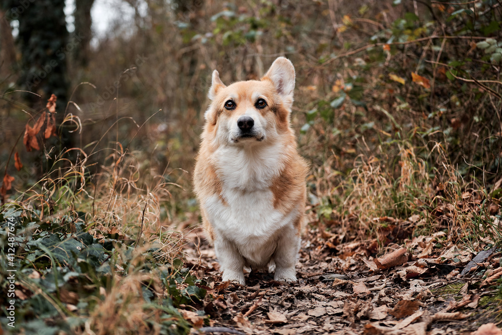 Charming little shepherd British popular dog breed. Welsh corgi Pembroke tricolor stands in autumn forest and carefully looks ahead with grimace.