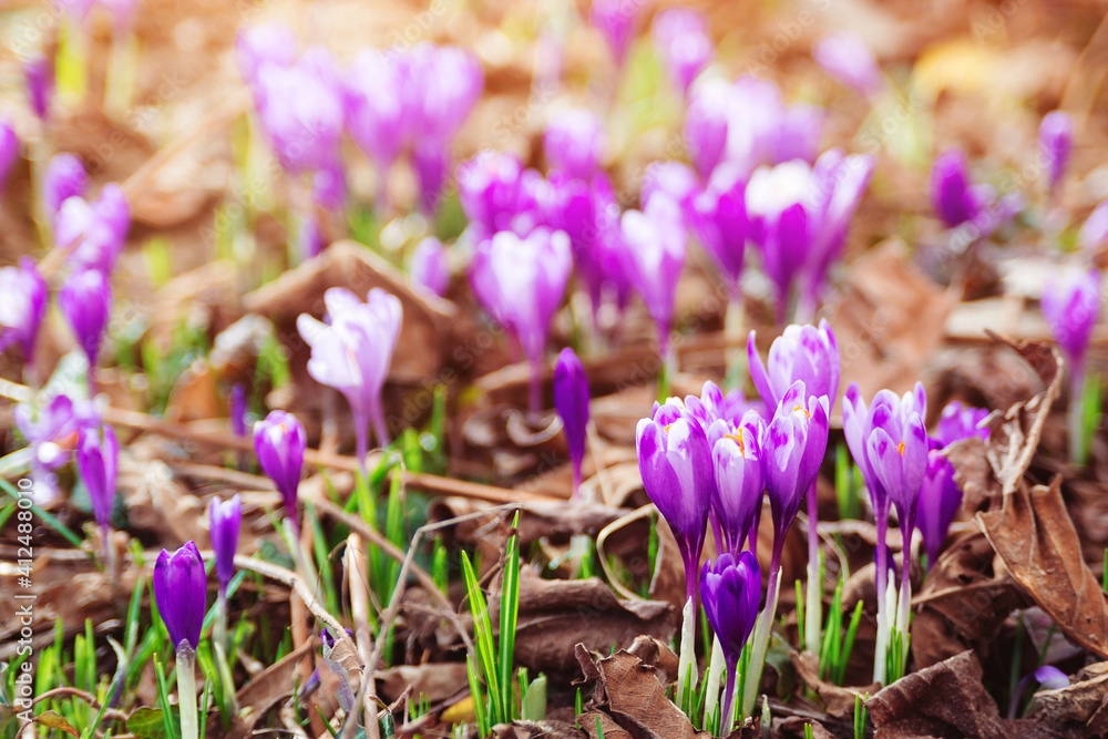 Spring natural background with first flowers. Blooming crocus flowers on a meadow.
