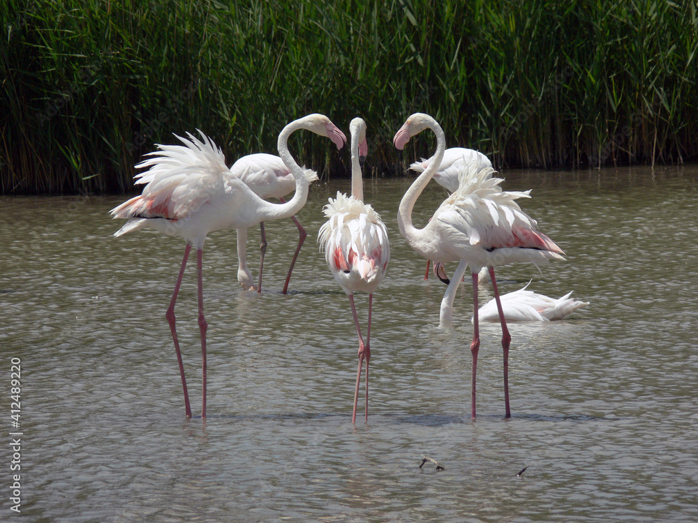 Group of flamingos together in the water Group of flamingos together in the water