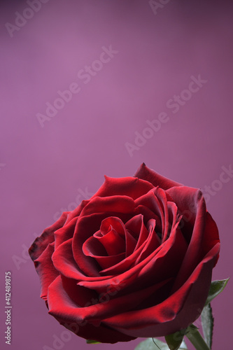 Background for Valentine s Day greeting card.Valentines day concept.Red  beautiful blooming rose. Close up.