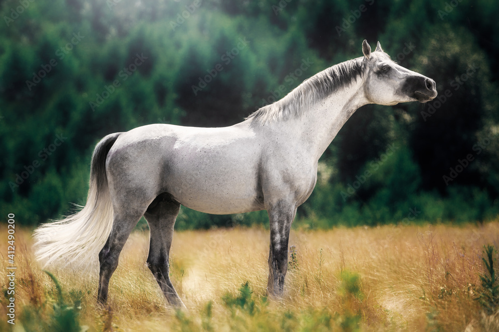 Fototapeta premium White horse