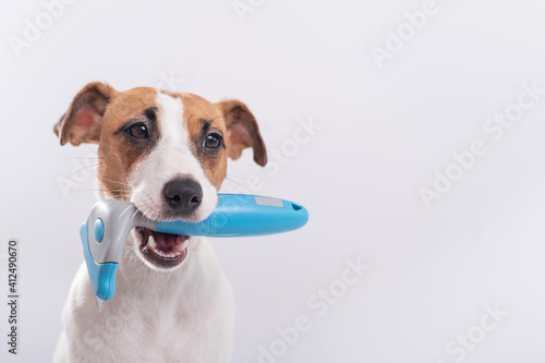 Jack russell terrier dog holds a furminator in his mouth on a white background. Copy space