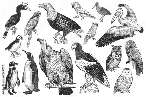 Canvas Print Wildlife birds set. Tropical, exotic, water birds. Vector.