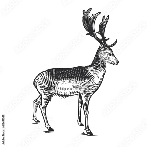 Deer. Wildlife animal. Vector. Vintage engraving