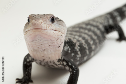 Giant blue-tongued skink lizard or Tiliqua gigas isolated on white background photo