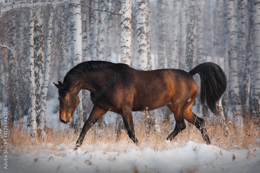 Holstein horse