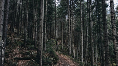 Mysterious dark in pine forest