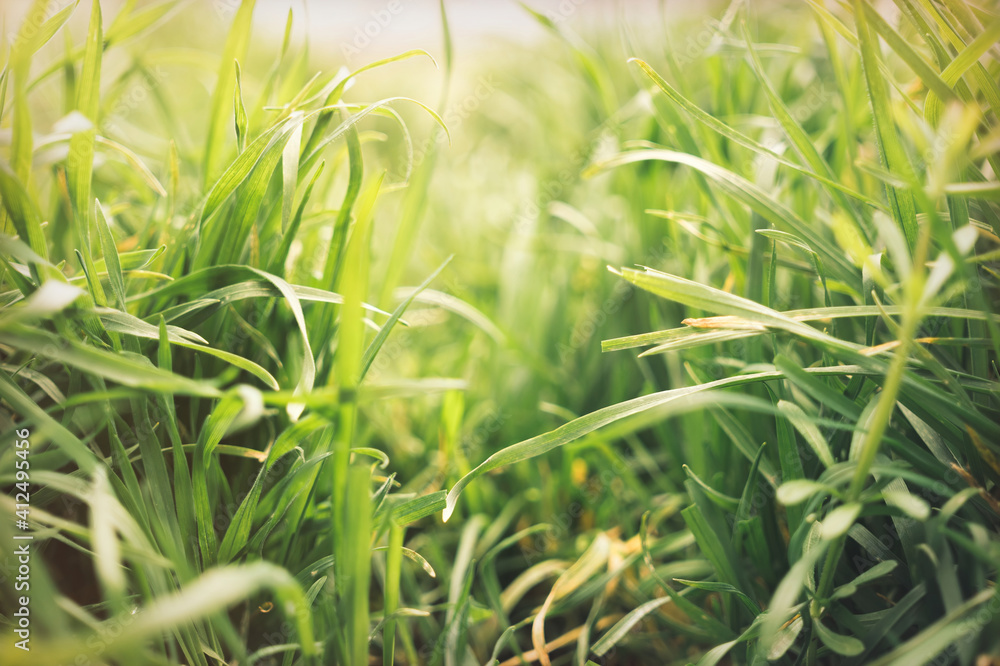 Fototapeta premium Mowing grass in the summer garden 