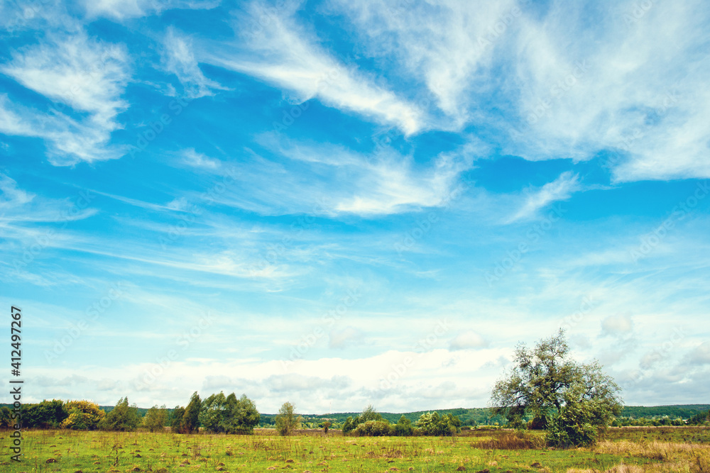 tree in a meadow