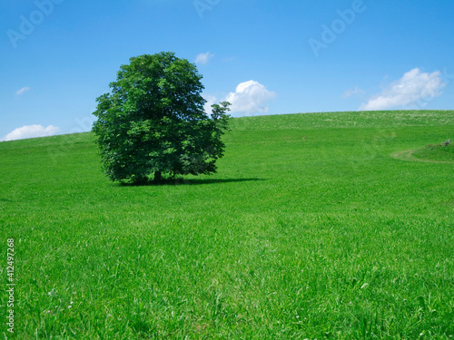 Tree on a meadow