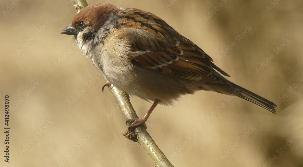 Fototapeta premium House sparrow aiming for food on a branch