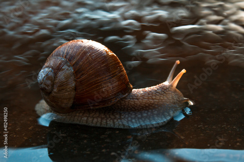 Journey of snails
