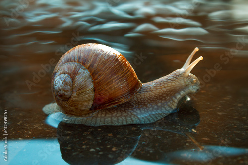 Journey of snails photo