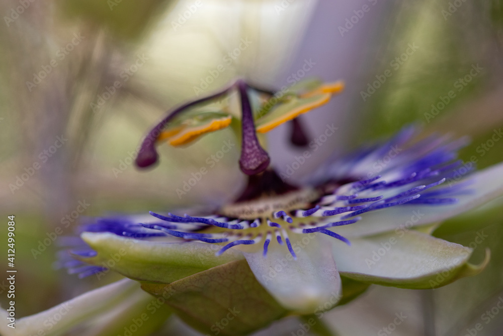flower with macro in a lot of detail