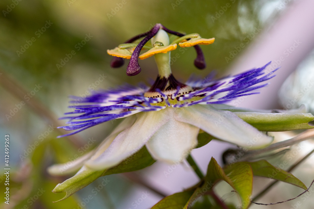 flower with macro in a lot of detail