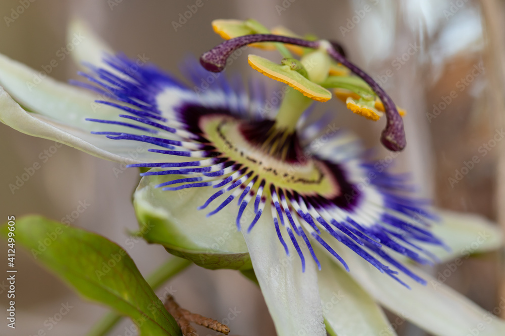flower with macro in a lot of detail