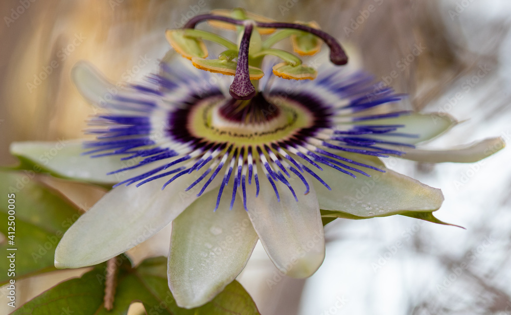 flower with macro in a lot of detail