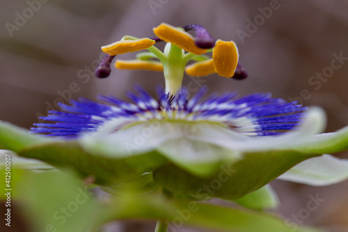 flower with macro in a lot of detail
