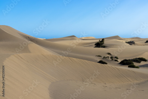 Sahara desert dunes oasis