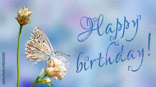Fototapeta Naklejka Na Ścianę i Meble -  Happy birthday butterfly greeting card or poster. Adonis blue butterfly on a wild meadow flower on blurred blue background. 