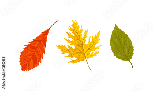 Bright Autumn Leaf with Fibres and Broad, Flat and Thin Surface Vector Set