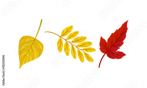 Bright Autumn Leaf with Fibres and Broad, Flat and Thin Surface Vector Set