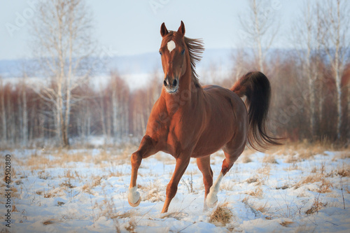 Konstfotografi Hanoverian horse